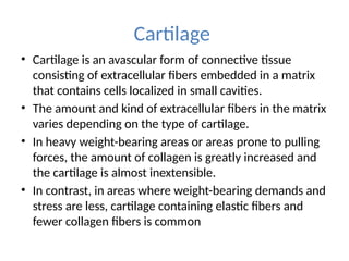 Cartilage
• Cartilage is an avascular form of connective tissue
consisting of extracellular fibers embedded in a matrix
that contains cells localized in small cavities.
• The amount and kind of extracellular fibers in the matrix
varies depending on the type of cartilage.
• In heavy weight-bearing areas or areas prone to pulling
forces, the amount of collagen is greatly increased and
the cartilage is almost inextensible.
• In contrast, in areas where weight-bearing demands and
stress are less, cartilage containing elastic fibers and
fewer collagen fibers is common
 