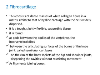 2.Fibrocartilage
• This consists of dense masses of white collagen fibres in a
matrix similar to that of hyaline cartilage with the cells widely
dispersed.
• It is a tough, slightly flexible, supporting tissue
• it is found:
 as pads between the bodies of the vertebrae, the
intervertebral discs
 between the articulating surfaces of the bones of the knee
joint, called semilunar cartilages
 on the rim of the bony sockets of the hip and shoulder joints,
deepening the cavities without restricting movement
 As ligaments joining bones.
 
