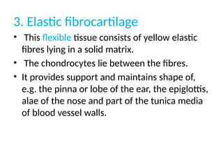 3. Elastic fibrocartilage
• This flexible tissue consists of yellow elastic
fibres lying in a solid matrix.
• The chondrocytes lie between the fibres.
• It provides support and maintains shape of,
e.g. the pinna or lobe of the ear, the epiglottis,
alae of the nose and part of the tunica media
of blood vessel walls.
 
