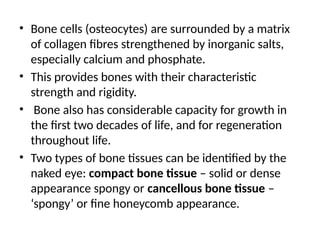 • Bone cells (osteocytes) are surrounded by a matrix
of collagen fibres strengthened by inorganic salts,
especially calcium and phosphate.
• This provides bones with their characteristic
strength and rigidity.
• Bone also has considerable capacity for growth in
the first two decades of life, and for regeneration
throughout life.
• Two types of bone tissues can be identified by the
naked eye: compact bone tissue – solid or dense
appearance spongy or cancellous bone tissue –
‘spongy’ or fine honeycomb appearance.
 