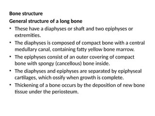 Bone structure
General structure of a long bone
• These have a diaphyses or shaft and two epiphyses or
extremities.
• The diaphyses is composed of compact bone with a central
medullary canal, containing fatty yellow bone marrow.
• The epiphyses consist of an outer covering of compact
bone with spongy (cancellous) bone inside.
• The diaphyses and epiphyses are separated by epiphyseal
cartilages, which ossify when growth is complete.
• Thickening of a bone occurs by the deposition of new bone
tissue under the periosteum.
 