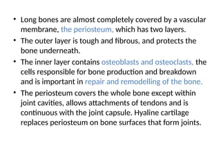 • Long bones are almost completely covered by a vascular
membrane, the periosteum, which has two layers.
• The outer layer is tough and fibrous, and protects the
bone underneath.
• The inner layer contains osteoblasts and osteoclasts, the
cells responsible for bone production and breakdown
and is important in repair and remodelling of the bone.
• The periosteum covers the whole bone except within
joint cavities, allows attachments of tendons and is
continuous with the joint capsule. Hyaline cartilage
replaces periosteum on bone surfaces that form joints.
 