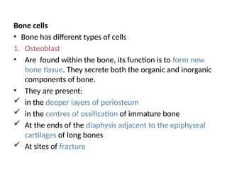 Bone cells
• Bone has different types of cells
1. Osteoblast
• Are found within the bone, its function is to form new
bone tissue. They secrete both the organic and inorganic
components of bone.
• They are present:
 in the deeper layers of periosteum
 in the centres of ossification of immature bone
 At the ends of the diaphysis adjacent to the epiphyseal
cartilages of long bones
 At sites of fracture
 