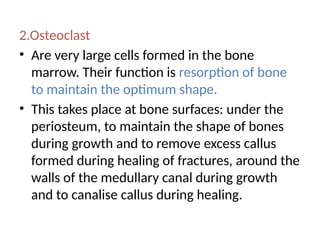 2.Osteoclast
• Are very large cells formed in the bone
marrow. Their function is resorption of bone
to maintain the optimum shape.
• This takes place at bone surfaces: under the
periosteum, to maintain the shape of bones
during growth and to remove excess callus
formed during healing of fractures, around the
walls of the medullary canal during growth
and to canalise callus during healing.
 