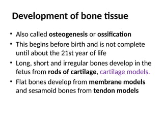 Development of bone tissue
• Also called osteogenesis or ossification
• This begins before birth and is not complete
until about the 21st year of life
• Long, short and irregular bones develop in the
fetus from rods of cartilage, cartilage models.
• Flat bones develop from membrane models
and sesamoid bones from tendon models
 