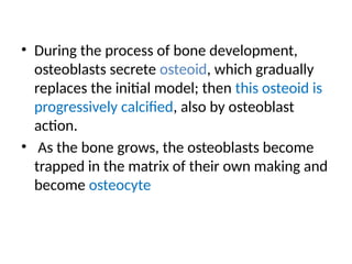 • During the process of bone development,
osteoblasts secrete osteoid, which gradually
replaces the initial model; then this osteoid is
progressively calcified, also by osteoblast
action.
• As the bone grows, the osteoblasts become
trapped in the matrix of their own making and
become osteocyte
 