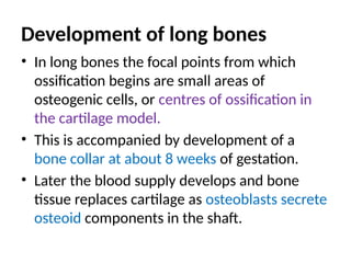 Development of long bones
• In long bones the focal points from which
ossification begins are small areas of
osteogenic cells, or centres of ossification in
the cartilage model.
• This is accompanied by development of a
bone collar at about 8 weeks of gestation.
• Later the blood supply develops and bone
tissue replaces cartilage as osteoblasts secrete
osteoid components in the shaft.
 