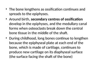 • The bone lengthens as ossification continues and
spreads to the epiphyses.
• Around birth, secondary centres of ossification
develop in the epiphyses, and the medullary canal
forms when osteoclasts break down the central
bone tissue in the middle of the shaft.
• During childhood, long bones continue to lengthen
because the epiphyseal plate at each end of the
bone, which is made of cartilage, continues to
produce new cartilage on its diaphyseal surface
(the surface facing the shaft of the bone)
 