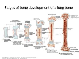 Stages of bone development of a long bone
 