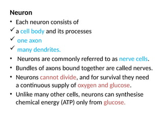 Neuron
• Each neuron consists of
a cell body and its processes
 one axon
 many dendrites.
• Neurons are commonly referred to as nerve cells.
• Bundles of axons bound together are called nerves.
• Neurons cannot divide, and for survival they need
a continuous supply of oxygen and glucose.
• Unlike many other cells, neurons can synthesise
chemical energy (ATP) only from glucose.
 