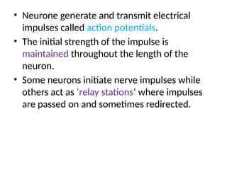 • Neurone generate and transmit electrical
impulses called action potentials.
• The initial strength of the impulse is
maintained throughout the length of the
neuron.
• Some neurons initiate nerve impulses while
others act as ‘relay stations’ where impulses
are passed on and sometimes redirected.
 