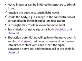 • Nerve impulses can be initiated in response to stimuli
from;
 outside the body, e.g. touch, light waves
inside the body, e.g. a change in the concentration of
carbon dioxide in the blood alters respiration
 a thought may result in voluntary movement
• Transmission of nerve signals is both electrical and
chemical.
• The action potential travelling down the nerve axon is
an electrical signal, but because nerves do not come
into direct contact with each other, the signal
between a nerve cell and the next cell in the chain is
chemical
 