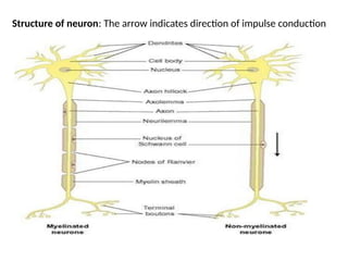 Structure of neuron: The arrow indicates direction of impulse conduction
 