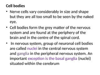 Cell bodies
• Nerve cells vary considerably in size and shape
but they are all too small to be seen by the naked
eye.
• Cell bodies form the grey matter of the nervous
system and are found at the periphery of the
brain and in the centre of the spinal cord.
• In nervous system, group of neuronal cell bodies
are called nuclei in the central nervous system
and ganglia in the peripheral nervous system. An
important exception is the basal ganglia (nuclei)
situated within the cerebrum
 