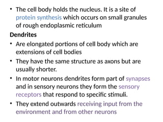 • The cell body holds the nucleus. It is a site of
protein synthesis which occurs on small granules
of rough endoplasmic reticulum
Dendrites
• Are elongated portions of cell body which are
extensions of cell bodies
• They have the same structure as axons but are
usually shorter.
• In motor neurons dendrites form part of synapses
and in sensory neurons they form the sensory
receptors that respond to specific stimuli.
• They extend outwards receiving input from the
environment and from other neurons
 