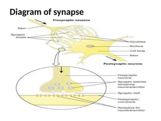 Diagram of synapse
 
