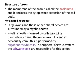 Structure of axon
• The membrane of the axon is called the axolemma
and it encloses the cytoplasmic extension of the cell
body.
Myelinated neurones
• Large axons and those of peripheral nerves are
surrounded by a myelin sheath
• Myelin sheath is formed by cells wrapping
themselves around the nerve axon. In central
nervous system, this is performed by
oligodendrocyte cells. In peripheral nervous system
the schwann cells are responsible for this action.
 