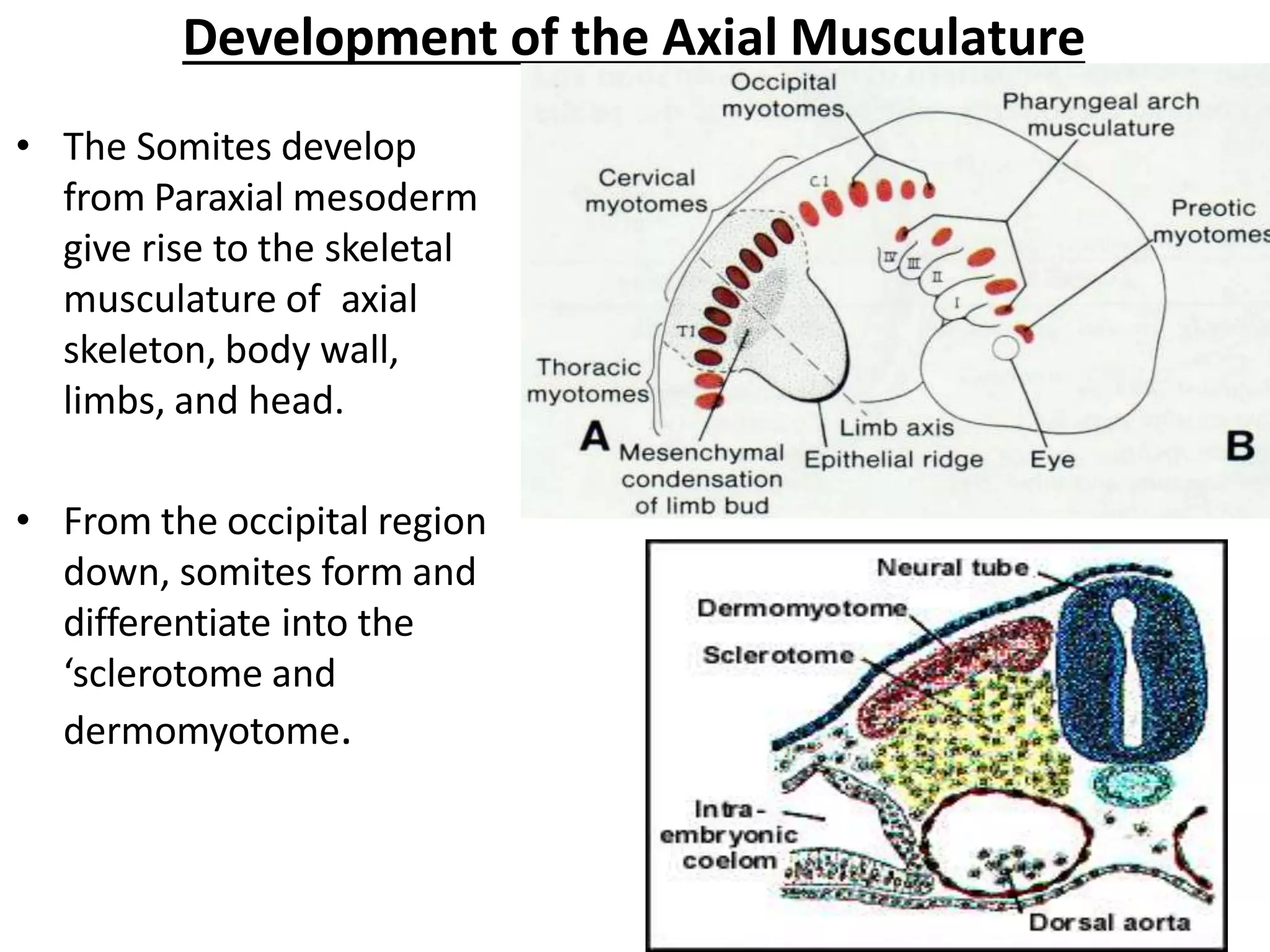 anatomy 1.pptx
