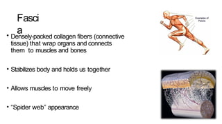 Anatomy_1.1-1.2_AA_2020433222222pptx.pptx