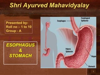 Shri Ayurved Mahavidyalay
1
ESOPHAGUS
&
STOMACH
Presented by-
Roll no – 1 to 10
Group - A
 