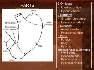 anatomyydydhdydhxhxydyffufufhfhfhfhf_1[1].pptx