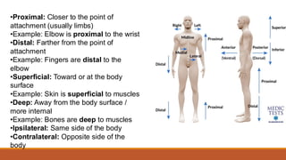 General Anatomy of Human Body.Standard directional anatomical terms | PDF