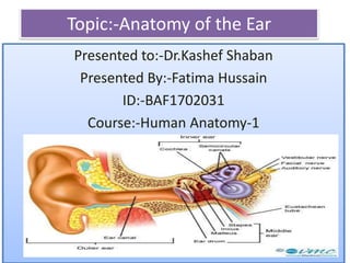 Topic:-Anatomy of the Ear
Presented to:-Dr.Kashef Shaban
Presented By:-Fatima Hussain
ID:-BAF1702031
Course:-Human Anatomy-1
1
 