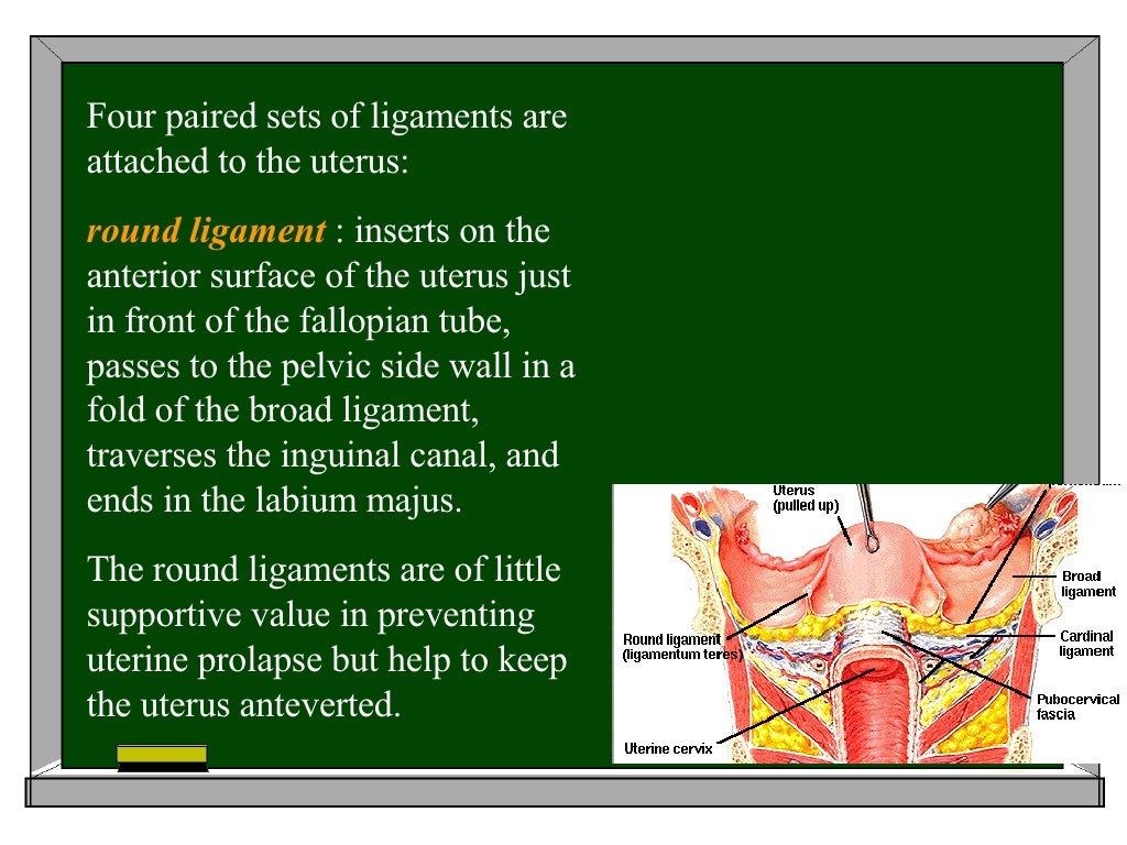 update complete anatomy update complete anatomy