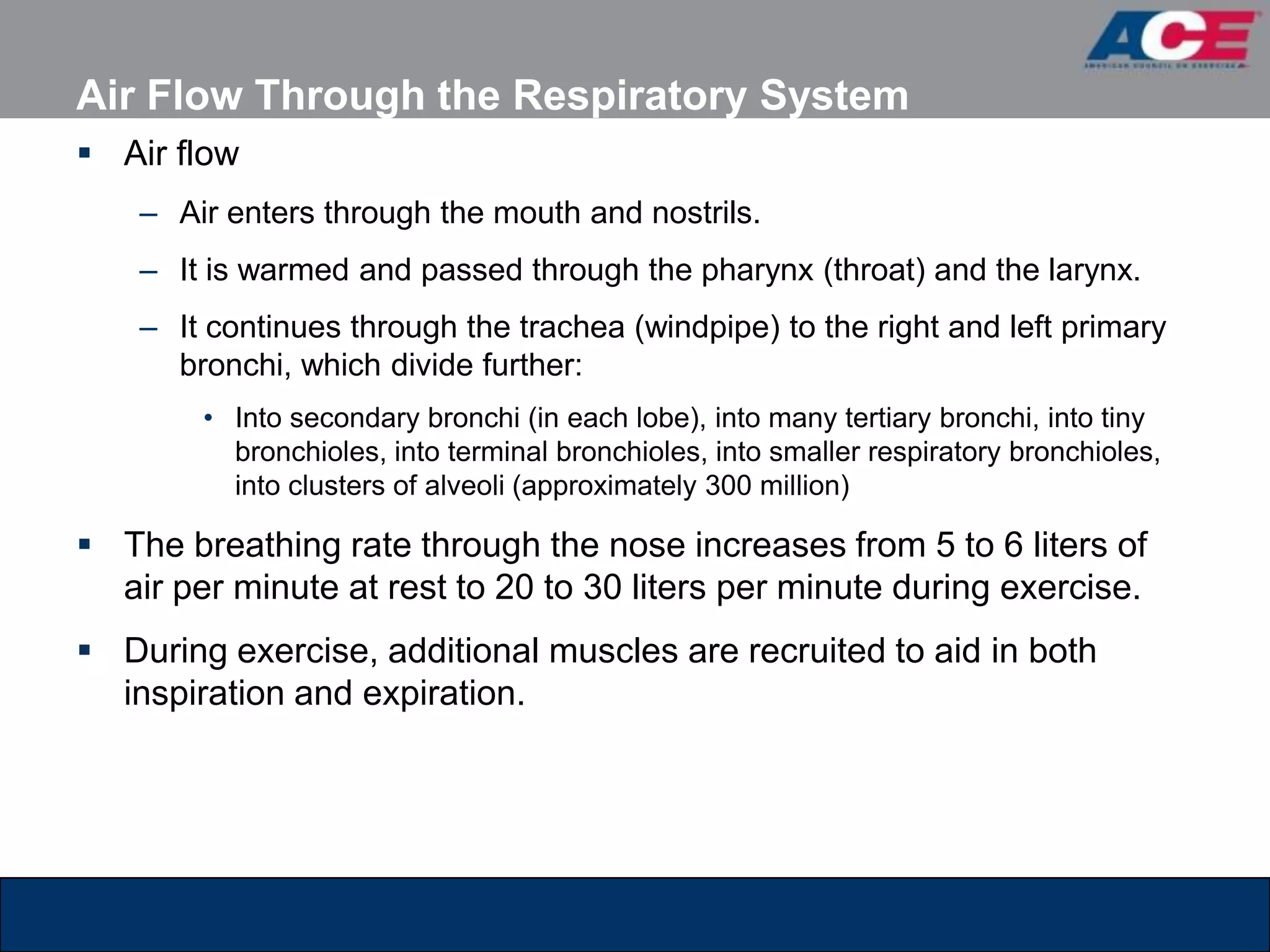 Air Flow Through the Respiratory System
 Air flow
    – Air enters through the mouth and nostrils.
    – It is warmed and passed through the pharynx (throat) and the larynx.
    – It continues through the trachea (windpipe) to the right and left primary
      bronchi, which divide further:
        • Into secondary bronchi (in each lobe), into many tertiary bronchi, into tiny
          bronchioles, into terminal bronchioles, into smaller respiratory bronchioles,
          into clusters of alveoli (approximately 300 million)

 The breathing rate through the nose increases from 5 to 6 liters of
  air per minute at rest to 20 to 30 liters per minute during exercise.
 During exercise, additional muscles are recruited to aid in both
  inspiration and expiration.
 