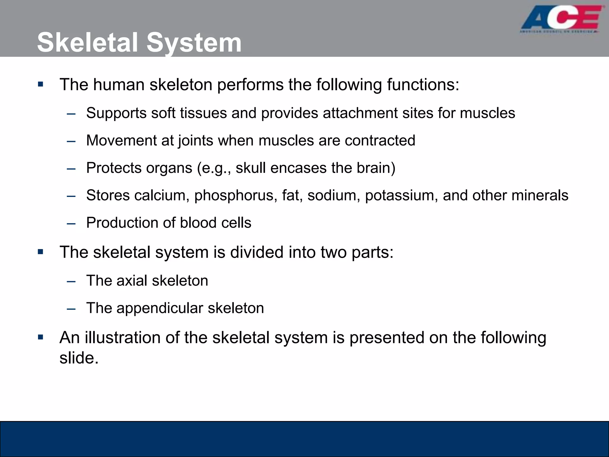 Skeletal System
 The human skeleton performs the following functions:
    – Supports soft tissues and provides attachment sites for muscles
    – Movement at joints when muscles are contracted
    – Protects organs (e.g., skull encases the brain)
    – Stores calcium, phosphorus, fat, sodium, potassium, and other minerals
    – Production of blood cells
 The skeletal system is divided into two parts:
    – The axial skeleton
    – The appendicular skeleton
 An illustration of the skeletal system is presented on the following
  slide.
 
