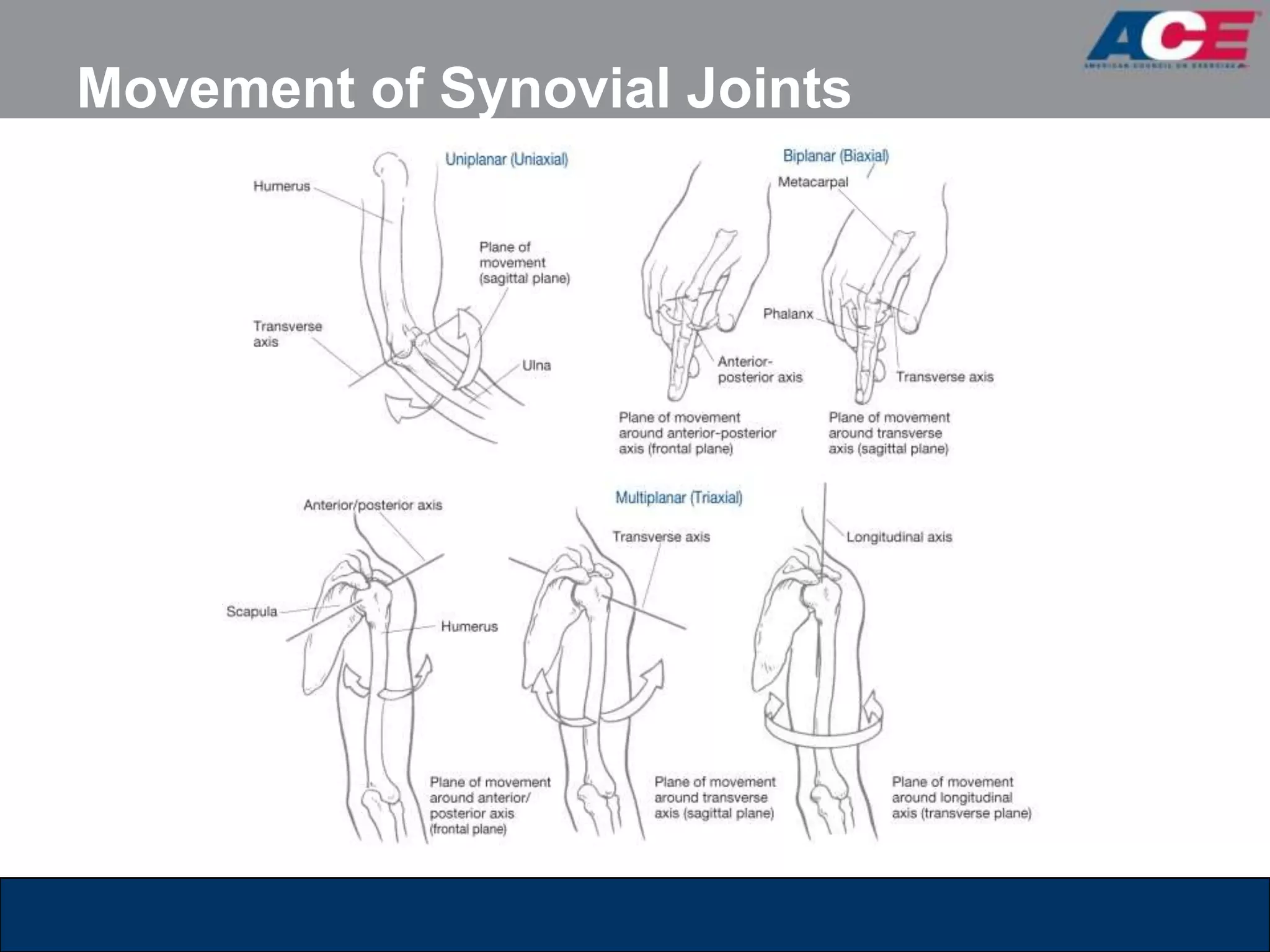 Movement of Synovial Joints
 