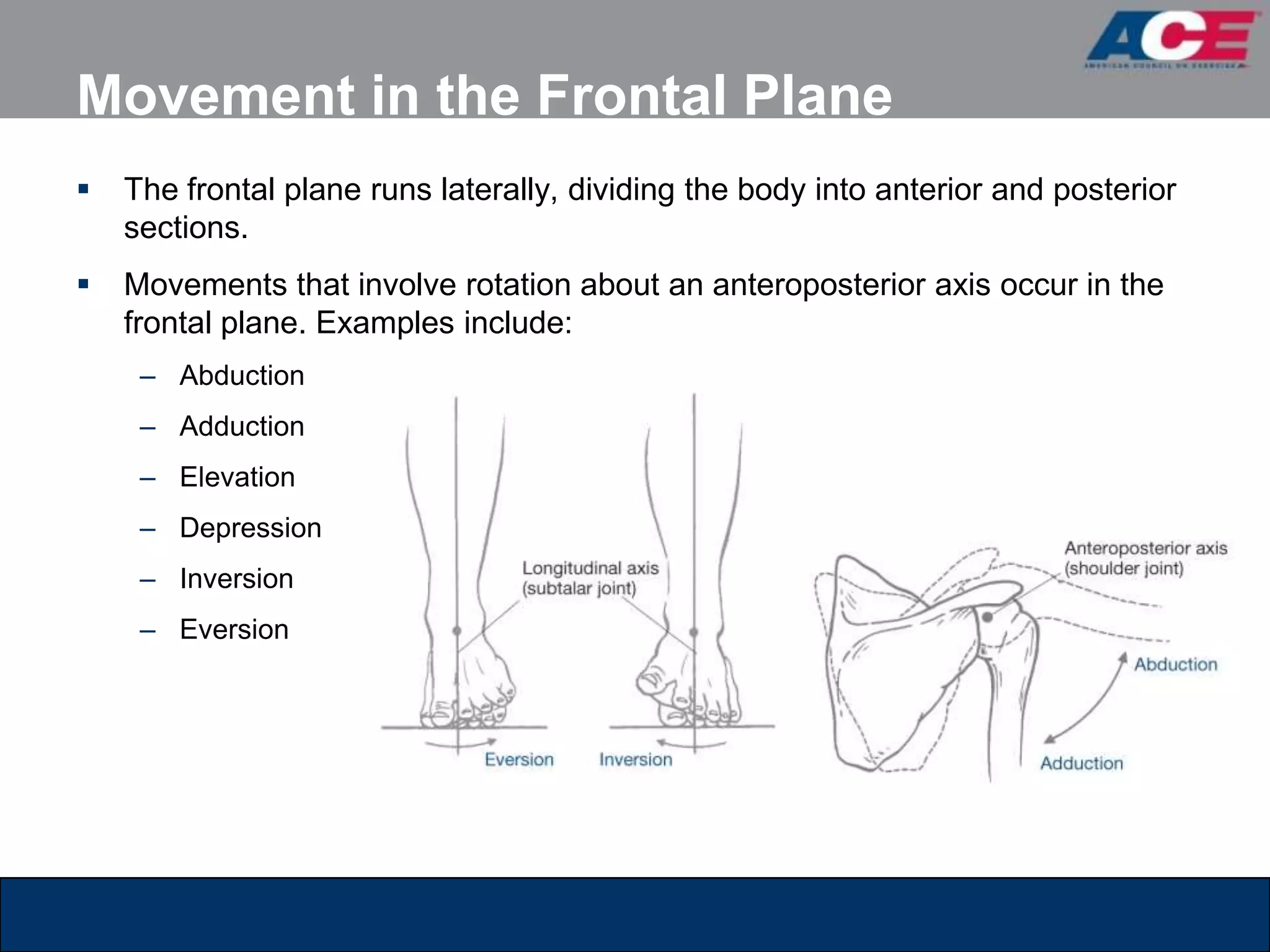 Movement in the Frontal Plane
   The frontal plane runs laterally, dividing the body into anterior and posterior
    sections.
   Movements that involve rotation about an anteroposterior axis occur in the
    frontal plane. Examples include:
     – Abduction
     – Adduction
     – Elevation
     – Depression
     – Inversion
     – Eversion
 