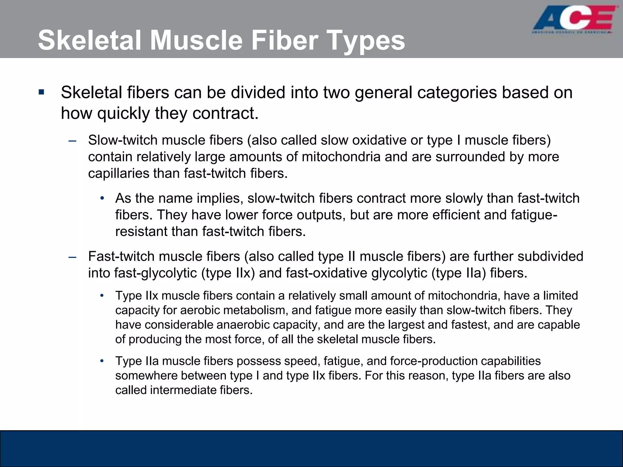 Skeletal Muscle Fiber Types
 Skeletal fibers can be divided into two general categories based on
  how quickly they contract.
    – Slow-twitch muscle fibers (also called slow oxidative or type I muscle fibers)
      contain relatively large amounts of mitochondria and are surrounded by more
      capillaries than fast-twitch fibers.
         • As the name implies, slow-twitch fibers contract more slowly than fast-twitch
           fibers. They have lower force outputs, but are more efficient and fatigue-
           resistant than fast-twitch fibers.
    – Fast-twitch muscle fibers (also called type II muscle fibers) are further subdivided
      into fast-glycolytic (type IIx) and fast-oxidative glycolytic (type IIa) fibers.
         • Type IIx muscle fibers contain a relatively small amount of mitochondria, have a limited
           capacity for aerobic metabolism, and fatigue more easily than slow-twitch fibers. They
           have considerable anaerobic capacity, and are the largest and fastest, and are capable
           of producing the most force, of all the skeletal muscle fibers.
         • Type IIa muscle fibers possess speed, fatigue, and force-production capabilities
           somewhere between type I and type IIx fibers. For this reason, type IIa fibers are also
           called intermediate fibers.
 
