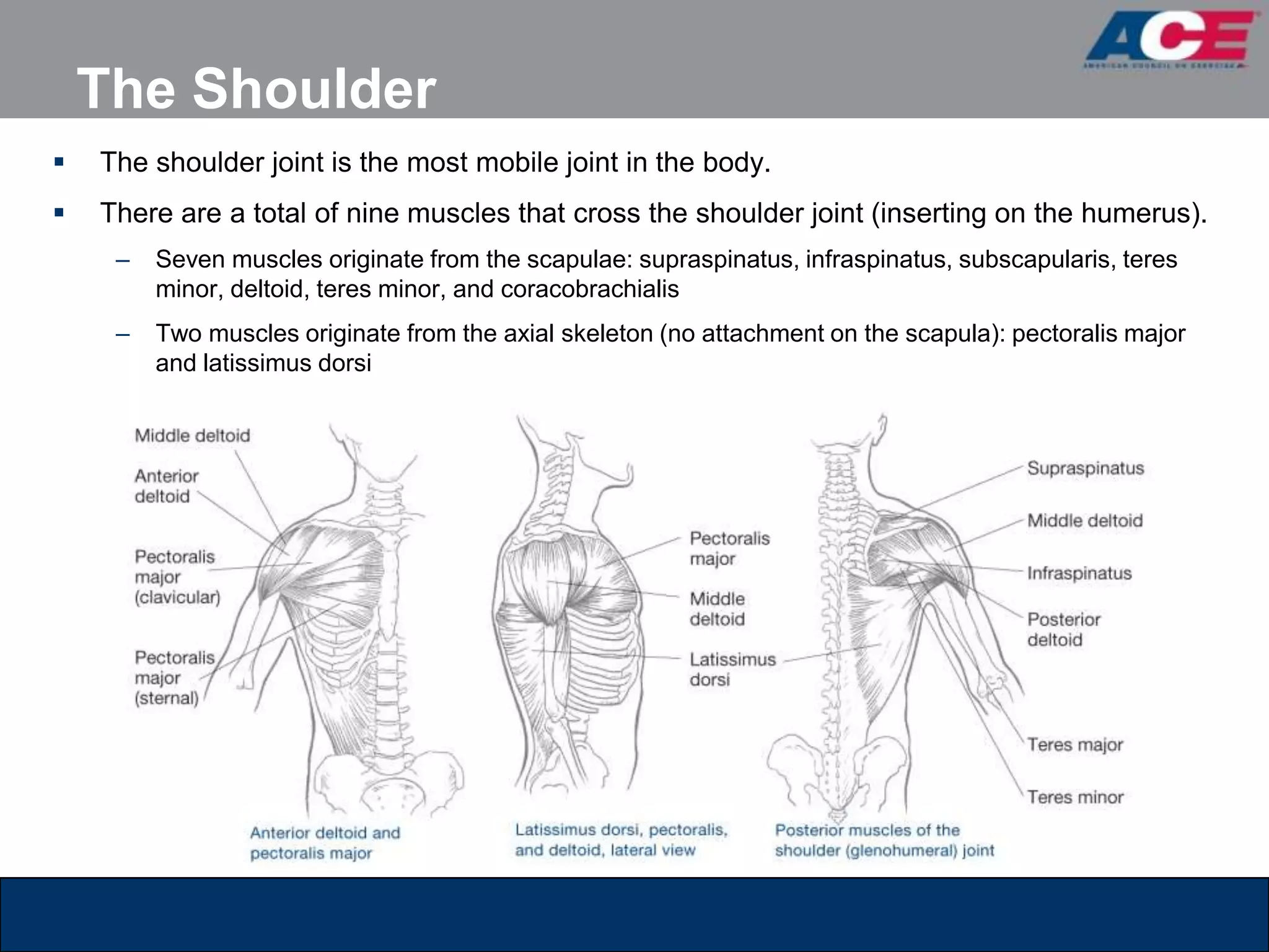 The Shoulder
   The shoulder joint is the most mobile joint in the body.
   There are a total of nine muscles that cross the shoulder joint (inserting on the humerus).
     –   Seven muscles originate from the scapulae: supraspinatus, infraspinatus, subscapularis, teres
         minor, deltoid, teres minor, and coracobrachialis
     –   Two muscles originate from the axial skeleton (no attachment on the scapula): pectoralis major
         and latissimus dorsi
 