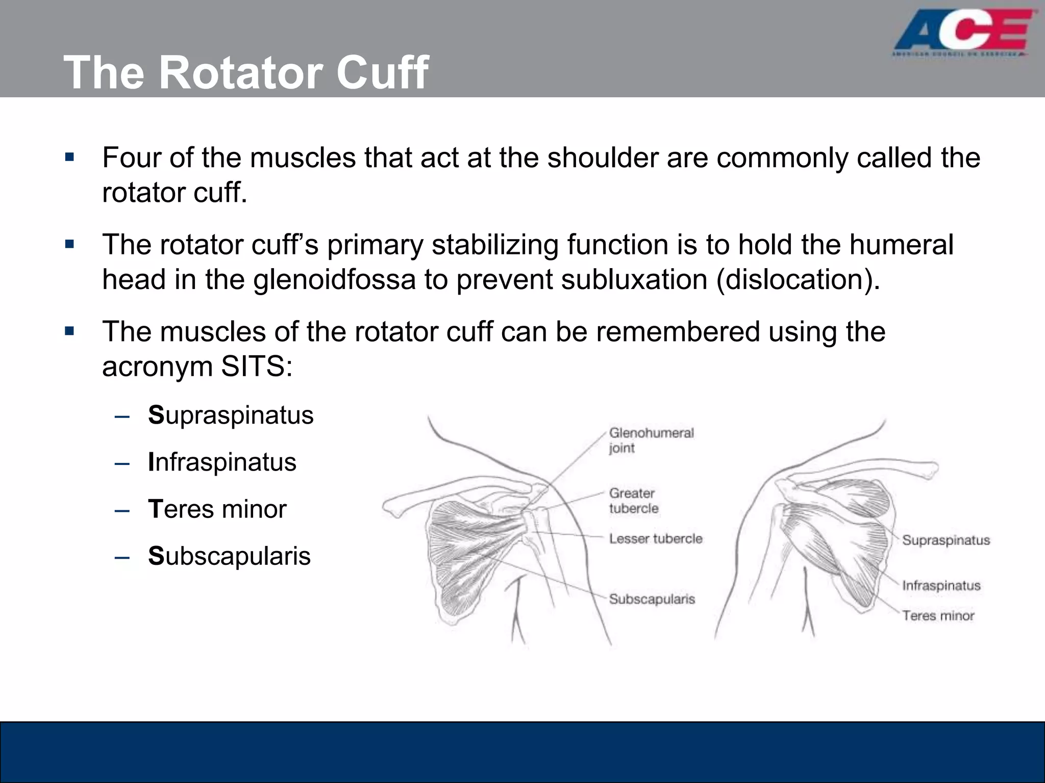 The Rotator Cuff
 Four of the muscles that act at the shoulder are commonly called the
  rotator cuff.
 The rotator cuff’s primary stabilizing function is to hold the humeral
  head in the glenoidfossa to prevent subluxation (dislocation).
 The muscles of the rotator cuff can be remembered using the
  acronym SITS:
    – Supraspinatus
    – Infraspinatus
    – Teres minor
    – Subscapularis
 