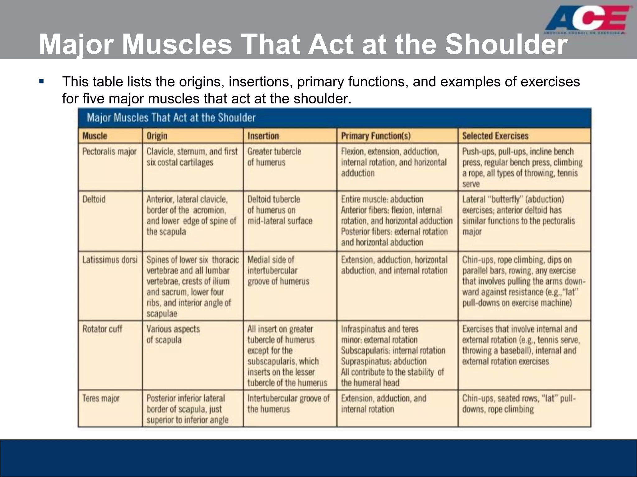 Major Muscles That Act at the Shoulder
   This table lists the origins, insertions, primary functions, and examples of exercises
    for five major muscles that act at the shoulder.
 
