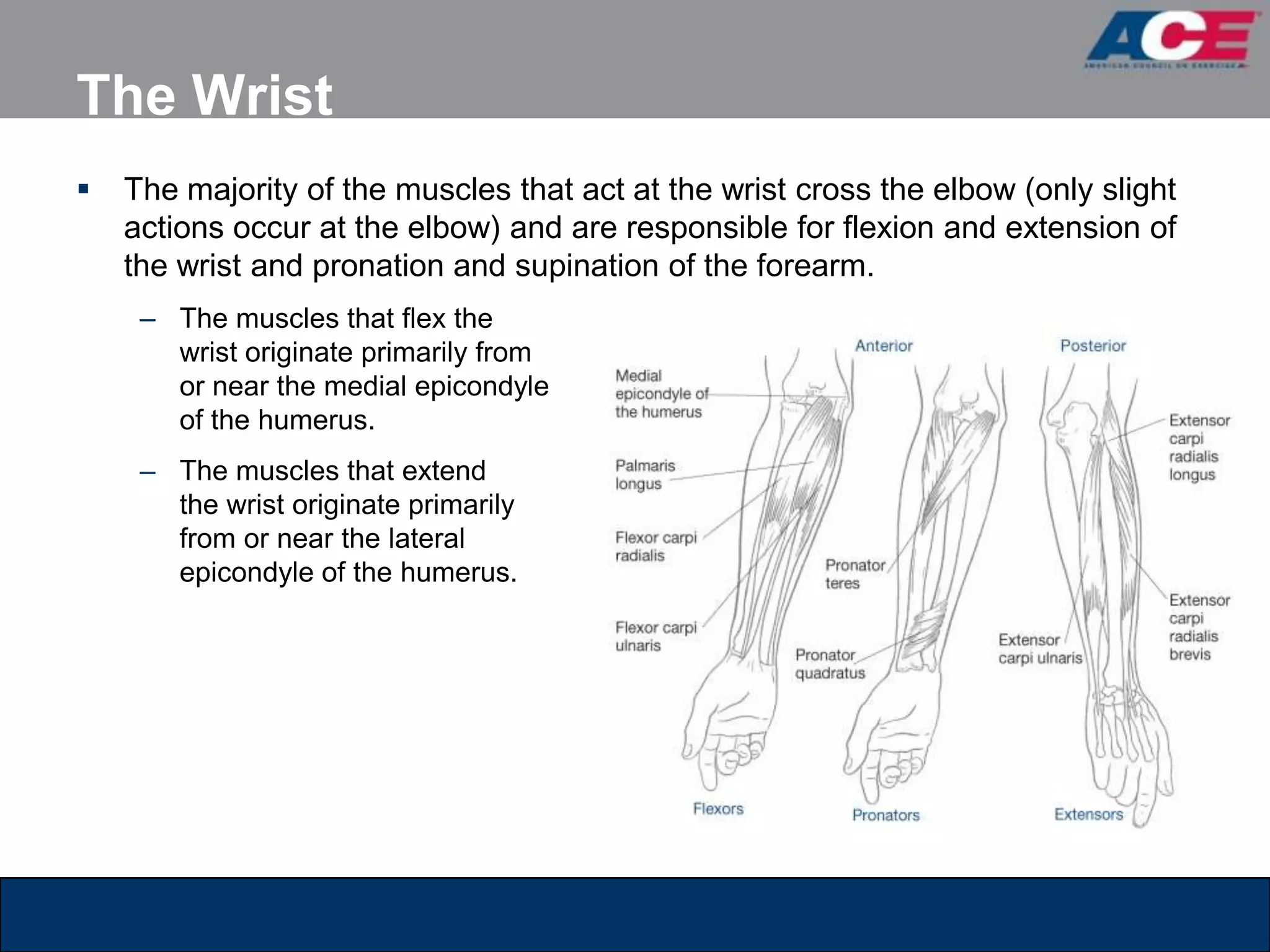 The Wrist
   The majority of the muscles that act at the wrist cross the elbow (only slight
    actions occur at the elbow) and are responsible for flexion and extension of
    the wrist and pronation and supination of the forearm.
     – The muscles that flex the
       wrist originate primarily from
       or near the medial epicondyle
       of the humerus.
     – The muscles that extend
       the wrist originate primarily
       from or near the lateral
       epicondyle of the humerus.
 