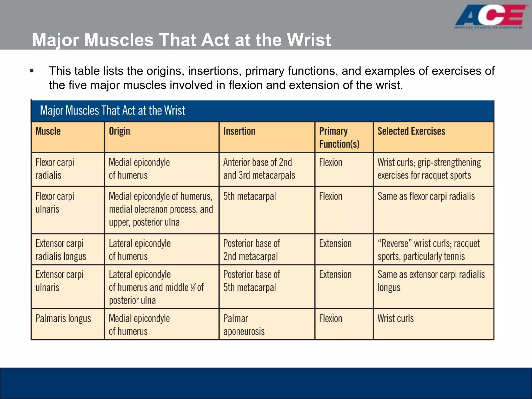 Major Muscles That Act at the Wrist
   This table lists the origins, insertions, primary functions, and examples of exercises of
    the five major muscles involved in flexion and extension of the wrist.
 
