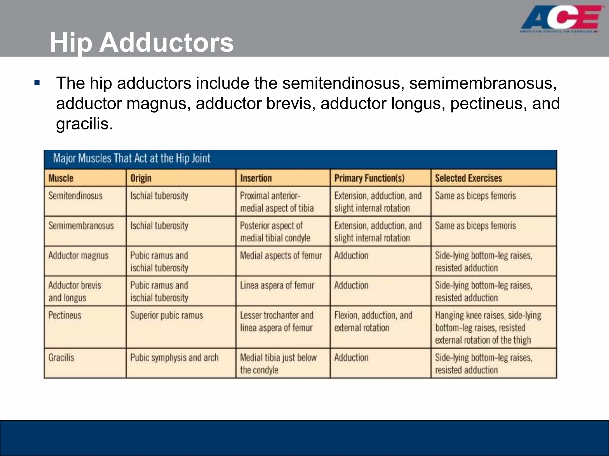 Hip Adductors
 The hip adductors include the semitendinosus, semimembranosus,
  adductor magnus, adductor brevis, adductor longus, pectineus, and
  gracilis.
 