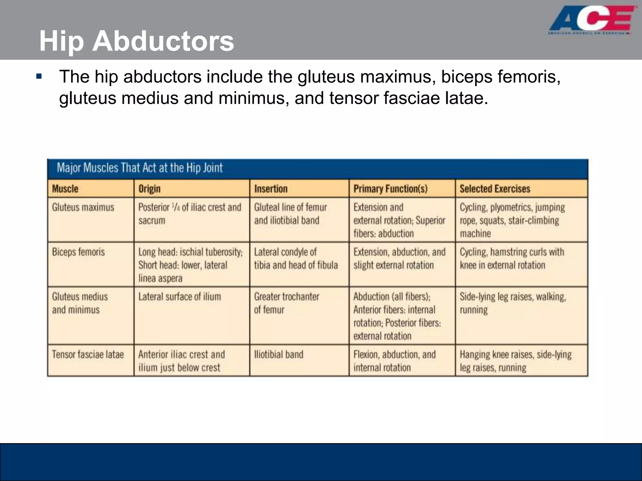 Hip Abductors
 The hip abductors include the gluteus maximus, biceps femoris,
  gluteus medius and minimus, and tensor fasciae latae.
 