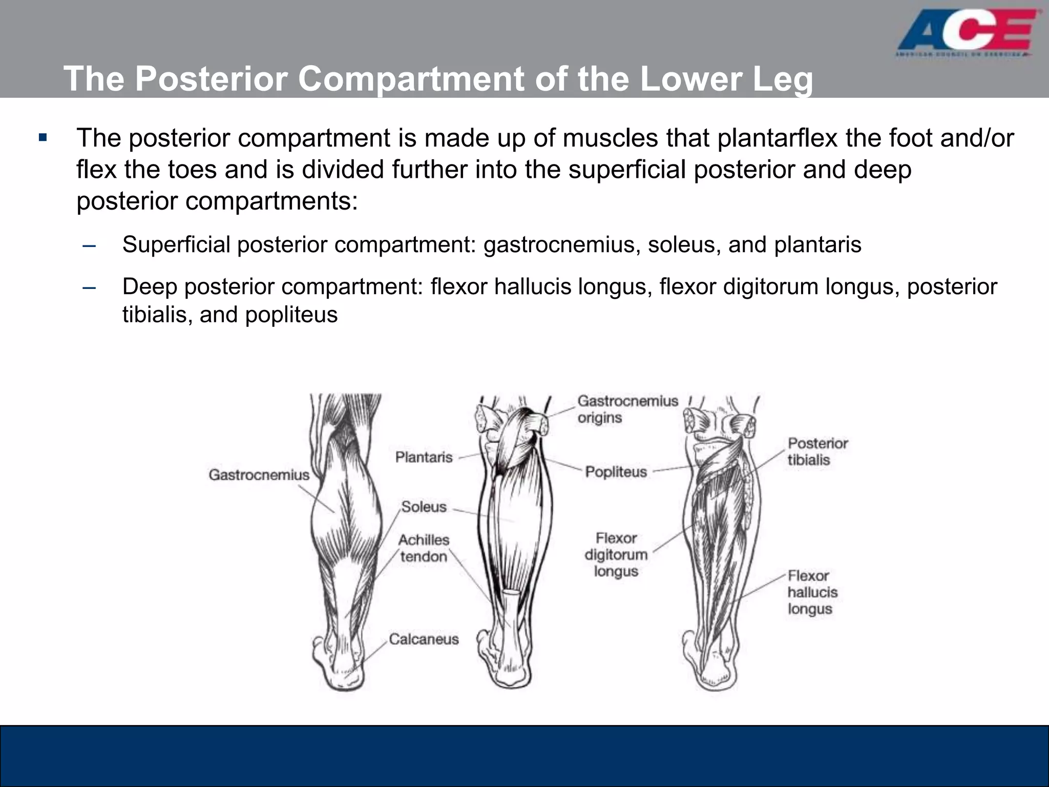 The Posterior Compartment of the Lower Leg
   The posterior compartment is made up of muscles that plantarflex the foot and/or
    flex the toes and is divided further into the superficial posterior and deep
    posterior compartments:
     –   Superficial posterior compartment: gastrocnemius, soleus, and plantaris
     –   Deep posterior compartment: flexor hallucis longus, flexor digitorum longus, posterior
         tibialis, and popliteus
 