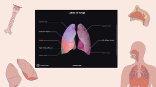 Left Lung File Anatomy of left lungs in detail. Clinical aspect included. | PDF