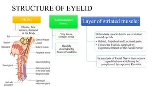 Anatomy Of Eyelid And Ptosis | PPTX