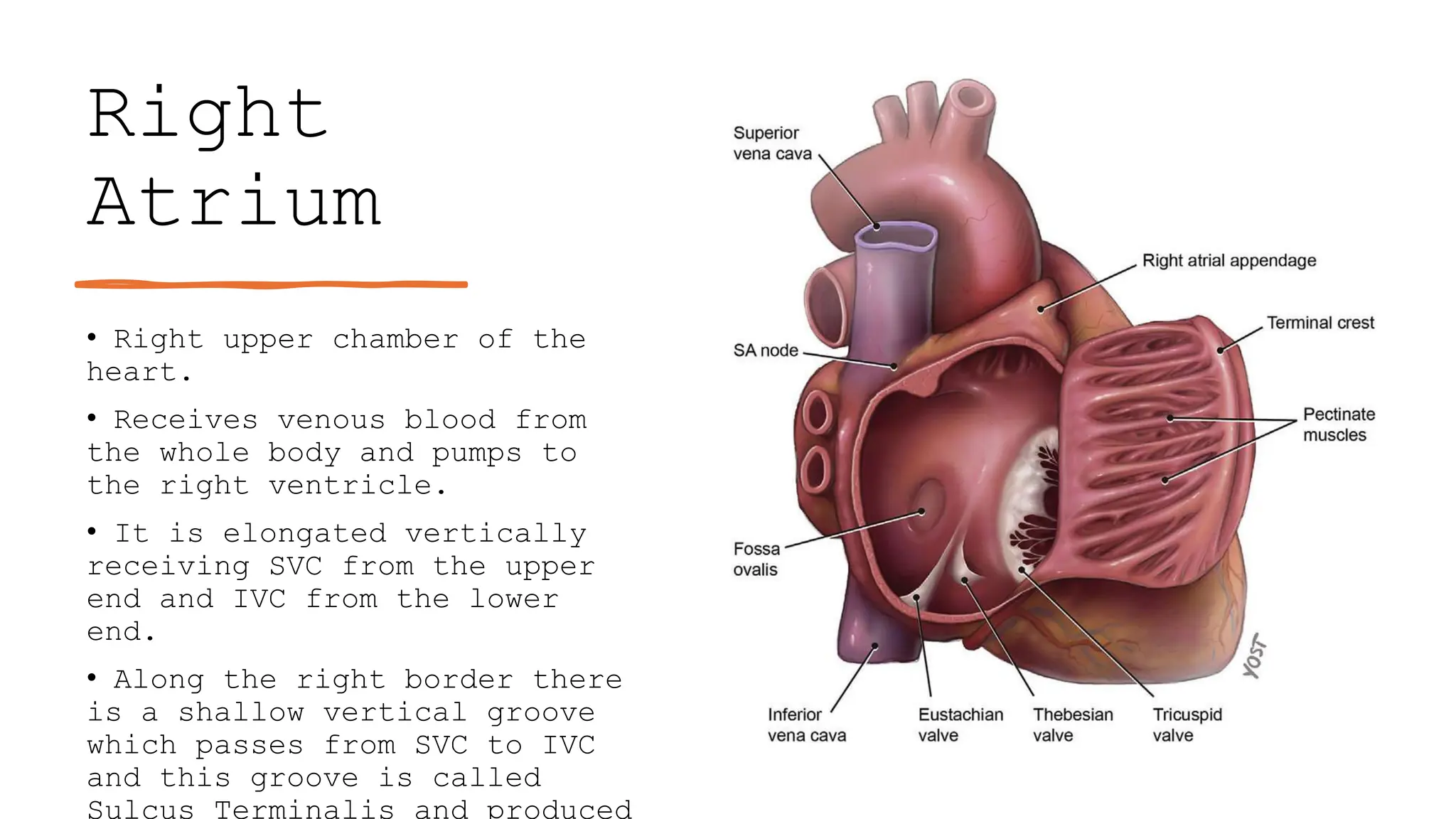 ANATOMY OF HEART - CARDIOVASCULAR SYSTEM | PPTX