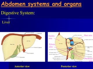 Pilvas Anatomy 210 abdomen & pelvis for semester ii year 2012-2013 | PPTX