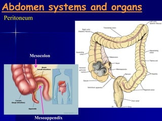 Anatomy 210 abdomen & pelvis for semester ii year 2012-2013 | PPTX