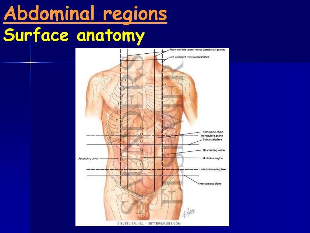 Pilvas Abdominal And Pelvic Anatomy : Abdominal wall: Layers, muscles and ...