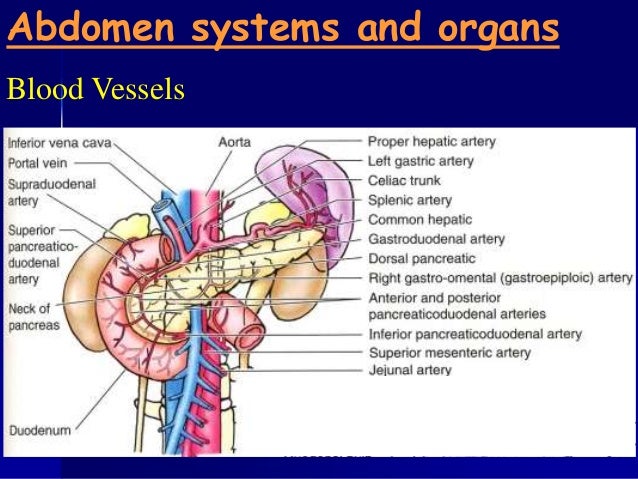 Anatomy 210 abdomen & pelvis for semester ii year 2012-2013
