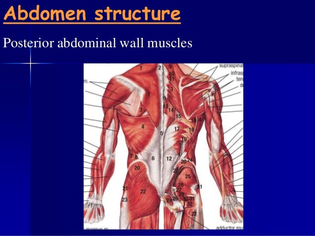 Bone Structure On Yhe Left Lower Abdomen / Start studying ...