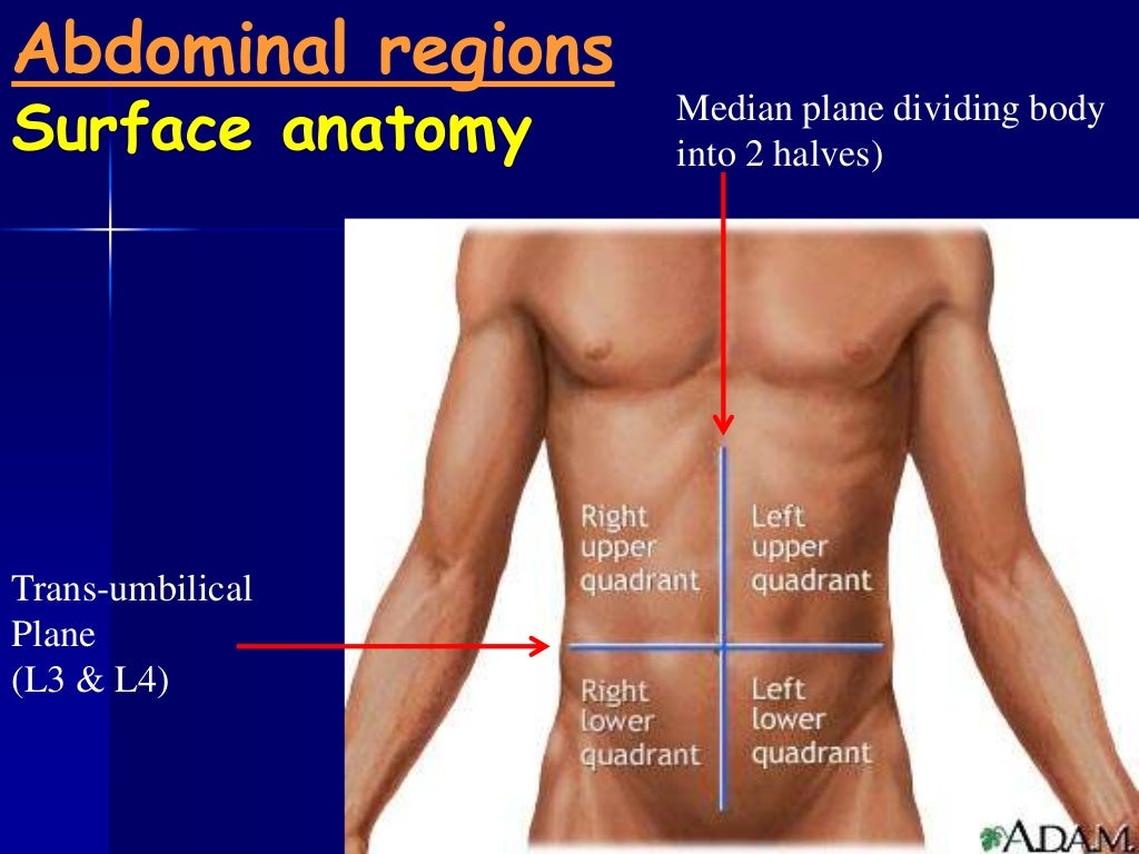 Anatomy 210 abdomen & pelvis for semester ii year 20122013
